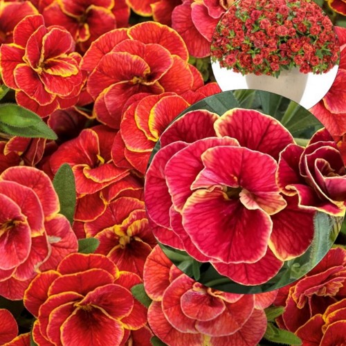 Calibrachoa SUPERBELLS 'Double Red-Yellow' - Puispetuunia SUPERBELLS 'Double Red-Yellow'